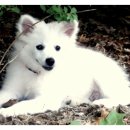 강아지그림 이미지