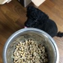 정기사료 | 강아지 화식 처음이라면? 진림원 자연식 수제 사료 4종 솔직 후기!