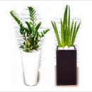 CU(진영일심프라자점) | ◈진영꽃집 할인점!◈진영꽃배달화원진영읍화환화분꽃다발김해