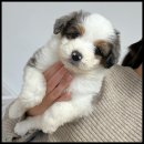 라운지펫 이미지