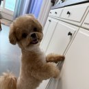 우리 강아지 | 우리 강아지 미용 후기 🐶✨