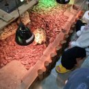 미어캣인더시티 | 경기투어패스 김포편 미어캣인더시티 고양이카페