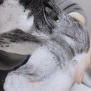 네츄라코 | [클레보스]향기 좋은 천연샴푸