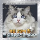 기림기획 | 꿈과 랙돌 츄와 함께 쌓아온 글의 결과, 반려동물 펫 인플루언서가 됐어요 (ft. 기림의 럽츄블리 홈 오픈)