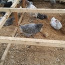 새온농원 이미지