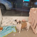 아름애견 이미지