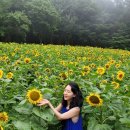 사랑이 넘치는 | [태백] ♥︎흐린날의 태백 구와우마을 해바라기 축제(32주차 임산부의 후기)♥︎