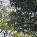 카멜리아한의원 이미지