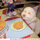 웃는 강아지 이미지