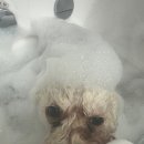 츄블리 펫 살롱 이미지