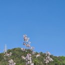 오동나무 이미지