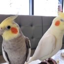 프롬 마틸다