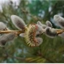 松皮飯(송피반)소나무 껍질(송기) 밥-涵虛堂(함허당) 이미지