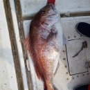 장고도6 이미지