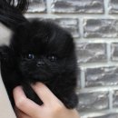 행복한강아지 이미지