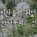 지리산 나무처럼 이미지