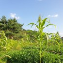 간식꺼리 이미지