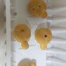 짝때기2 이미지