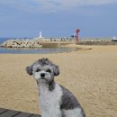 헤이미쉬아야 네이버블로그