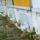 농약피해로 고전하는 꿀벌들.... 이미지