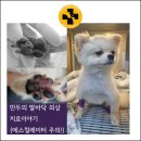 선 동물병원 이미지