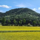 따오기품은 세진마을 이미지