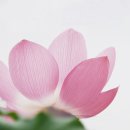 6240, 15, 육도윤회를 결하는 참 의식으로. 이미지