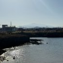 제주 애견 아가야 | 호두씨랑 늦가을 제주여행 🍂