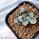 만상농장 이미지