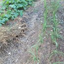 개골농장 이미지