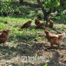 밤나무축산 이미지