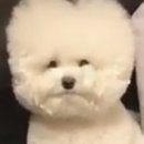 지에스이십오 이미지