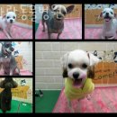 늘사랑동물병원 이미지