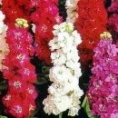 비단향꽃무 이미지