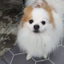 쁘띠펫 네이버블로그