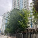 sk뷰아파트,힐스테이트사거리 횡단보도 이미지