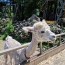 알파카프라자 이미지