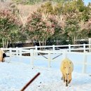 한두목장 이미지