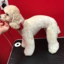 룰루 애견샵 이미지