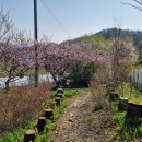 복숭아꽃 살구꽃 이미지