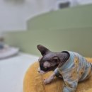 우주 | 건대 놀거리 이색 데이트 고양이카페 우주로캣 솔직 후기 (입장료 1만원, 감성 힐링 스팟)