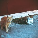 한강동물병원 이미지