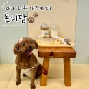 털찐친구들 | 대구 달서구 화원 애견카페 온니담| 100평 실내 &amp; 400평 야외 운동장 찐단골 솔직후기