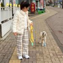 우리덕구 동물병원 | 덕구 강아지 급성 신부전 투병 기록(1) / 엑소좀,수혈