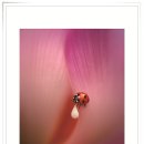 코모도호텔 포항 송도 | 제9회 ‘사진의 섬 송도’ 2025.11.14–11.16 포항 송도 코모도호텔