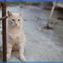 야탑 밴스의원 이미지