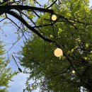 종로김밥 이미지