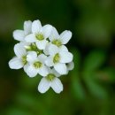 오늘의탄생화-(3월7일) 🌸 황새냉이(Cardamine) 이미지