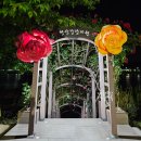 형산강 장미원 | 6월 꽃구경 가볼만한곳 형산강 장미원, 원동 장미원