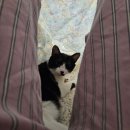 비비큐(BBQ) 수원원천점 | 여자 둘, 고양이와 함께 사는 일상 기록 | 다이소 추천템, 선비칼국수 | 3월 셋째주(1)